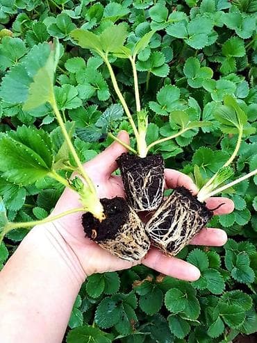клубника ягоды: Рассады, Саженцы Клубники Альбион Кулпунай кочот сатылат Кассетный — 3