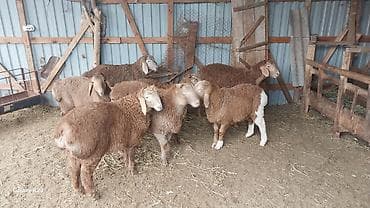 козу эти: Продаю | Овца (самка) | Для разведения | Племенные — 3