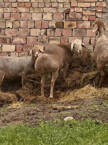 сколько стоит енот: Продаю | Баран (самец) | Арашан | Для разведения | Племенные, Осеменитель — 7