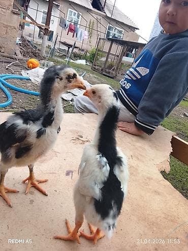 дакан цыпленок: Продаю | Цыплята | Бойцовая | Для разведения — 2