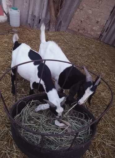 домашние птицы: Продаю | Козёл (самец) | Битал, Зааненская | Для разведения — 1