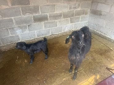 чипы для животных: Продаю | Коза (самка) | Для разведения | Племенные — 3