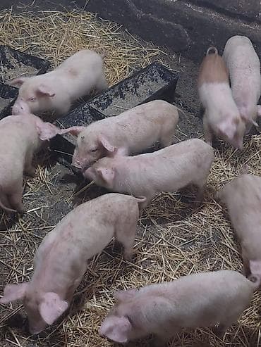 собаки рынок в бишкеке цены: Продаю | Поросенок | Крупная белая | На забой — 4