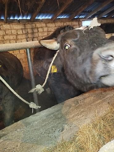 уй сх животное: Продаю | Бык (самец) | На откорм | Привязанные — 3