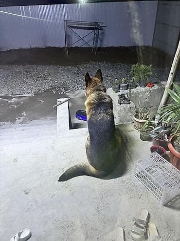 чау чау смуф цена: Немецкуя овчарка сатилат 4 жаш таза жаш балага тийбейт эркек — 1