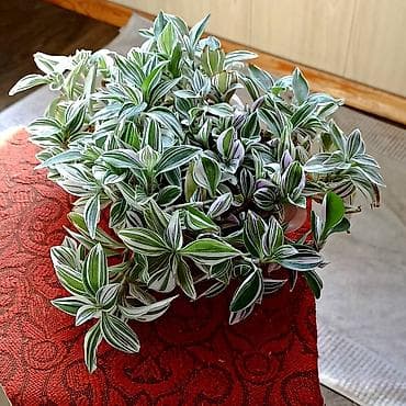 Продаю Комнатные растения - Традесканция вариегатная 300сом -