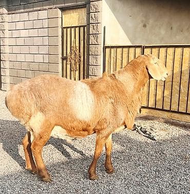 парода тайлар: Продаю | Овца (самка), Ягненок, Баран (самец) | Гиссарская, Арашан | Для разведения | Племенные — 2