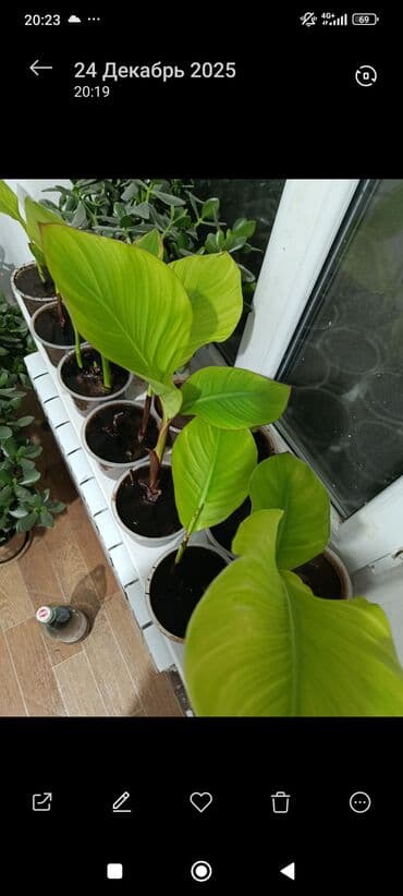 Саженцы цветка: Канна