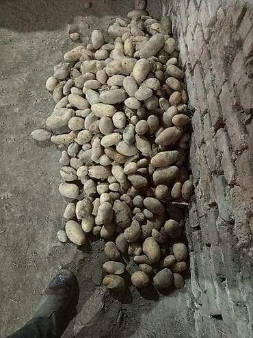 Картошка Оптом