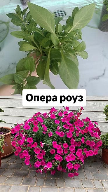 акантовка лапка: Рассада ампельной петунии (серии Тайдал Вейв и Опера) Доступные — 7