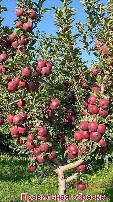 гулдор букет: Профессиональная обрезка плодовых деревьев Услуга сезонной и — 3