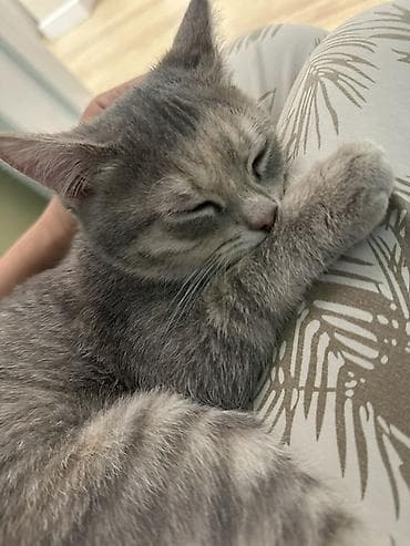 потерялся кот: Кошка даром: Беспородная, 7 месяцев, Девочка, Приучена к лотку — 3