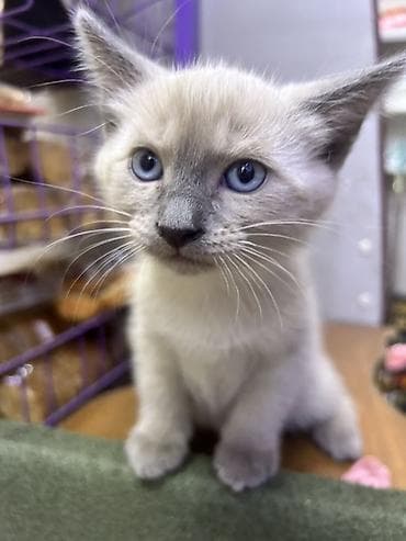 Котёнок с окрасом поинт (светлая шерсть с более тёмной мордочкой