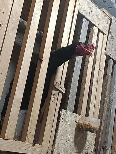 Продаю | Петух | Бойцовая | Для разведения