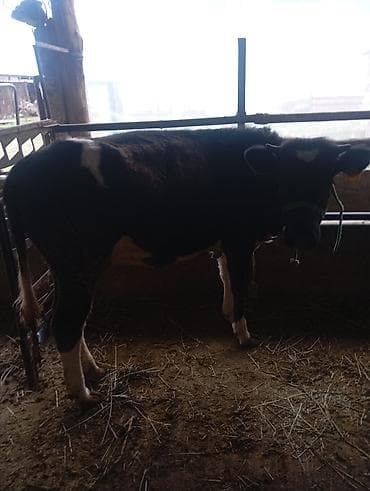 бычков: Продаю | Тёлка | На откорм | Привязанные — 4