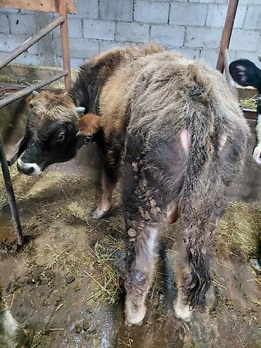 купить айширскую корову: Продаю | Бык (самец) | На откорм | Привязанные — 4