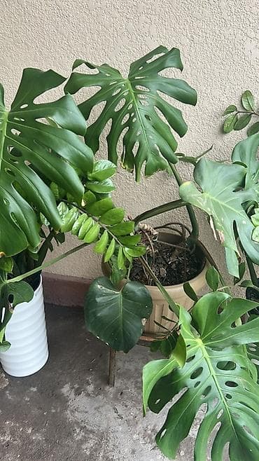 Монстеры: Монстера делициоза (Monstera deliciosa) — взрослое комнатное — 2