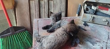fermer kg: Котята бесплатно, только научились кушать самостоятельно — 2