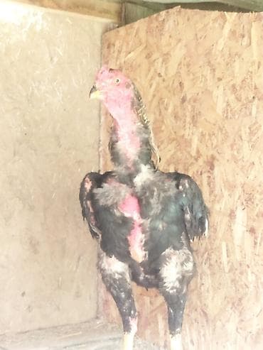 собака сокулук: Сатам | Короздор | Тебиштирүүчү | Көбөйтүү үчүн — 2