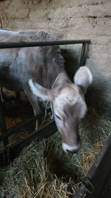 продажа охотничьих собак: Продаю | Корова (самка) | Швицкая | Для молока | Стельные — 6