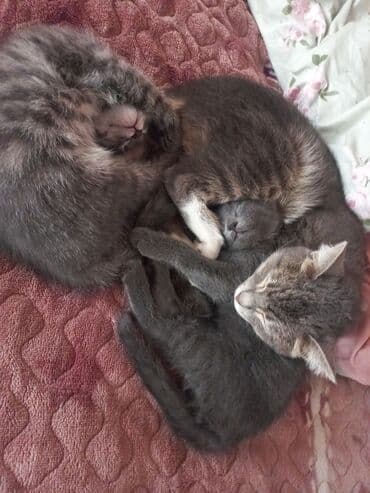 отдам даром вислоухого котенка: Котята серых окрасов - Возраст: примерно 1,5–2 месяца (на фото — — 3