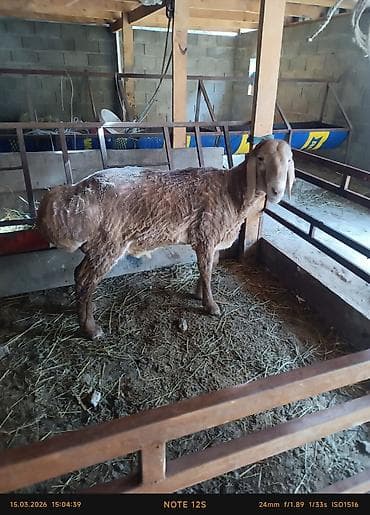 Лошади, кони: Продаю | Овца (самка) | Для разведения | Ярка — 3