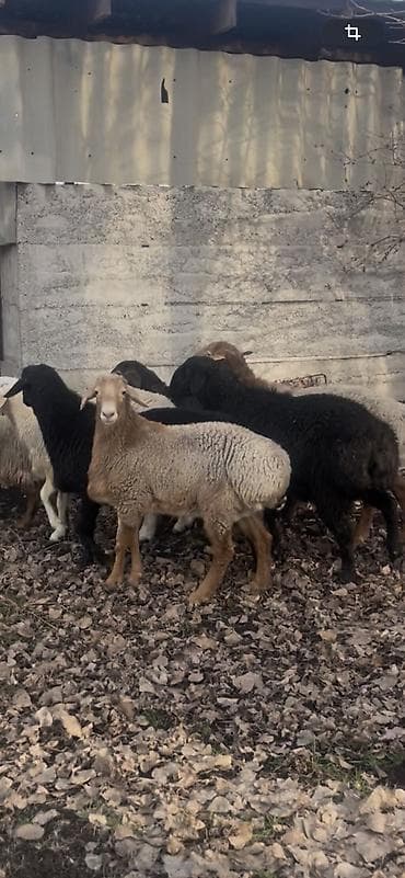 сколько стоит алабай: Продаю | Баран (самец) | Для разведения | Осеменитель — 7