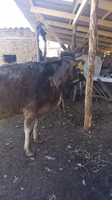 Сатам | Уй (ургаачы) | Көбөйтүү үчүн | Байланган — 2