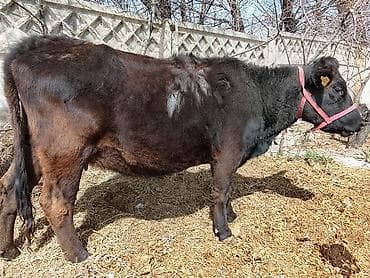 бодоно бишкек: Сатам | Уй (ургаачы) | Ангус | Көбөйтүү үчүн — 1