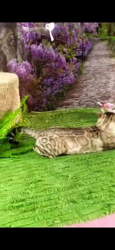 рэгдолл цена бишкек: Бенгал, 2 жаш, Эркек, Ак, Бычылган, Лотокко барууга үйрөтүлгөн, Курттардан тазаланган — 11