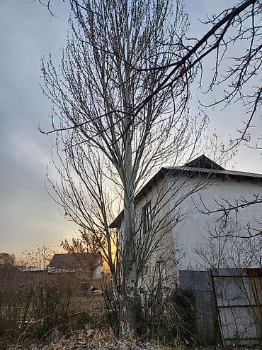 тополя: Тополь (пирамидальный) на участке - Порода: тополь пирамидальный. - — 1