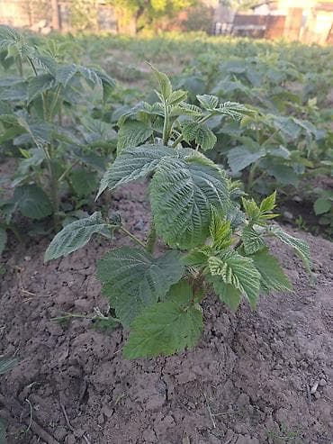 удобрение для малины: Саженцы малины (ремонтантный тип) и полька. - Выкопанные делёнки с — 2