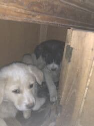 Вязка собак: 1 месяц, Самка — 4