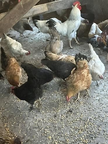 где купить породистых кур: Продаю | Куры, Петух, Цыплята | Кохинхин, Домашняя, Кучинская | На забой, Для разведения, Несушки — 4