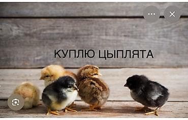 утка цыпленок: КУПЛЮ ЦЫПЛЯТА ДОМАШНИЕ срочно до 50-60 штук недорого по 50сом пишите — 1