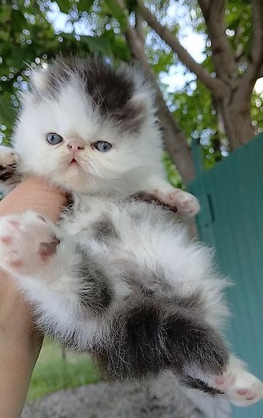 кошка мышык: Эксклюзив ! Настрящий персидский котёноккоторый может быть — 6