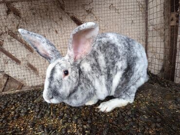 усыпление животных бишкек: Продаю | Кролик самец — 4