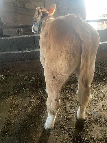 утки суточные: Продаю | Бык (самец) | На откорм | Привязанные — 2