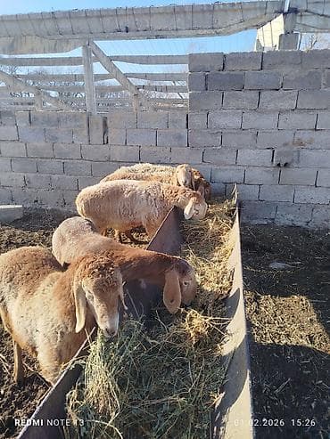 конь рабочий: Продаю | Овца (самка) | Эдильбаевская | Для разведения — 2
