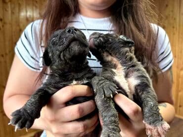 бульдоги: Щенки Канарского Дога (Presa Canario) С документами, прививками 8 — 3