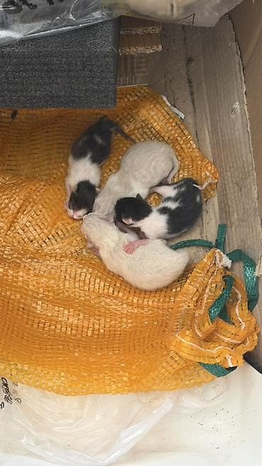 коты бишкек: Котята от домашней кошки - Помёт новорождённых котят: в помёте — 2