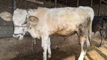 кролики декоративные: Продаю | Музоо, торпок | На откорм | Привязанные — 1