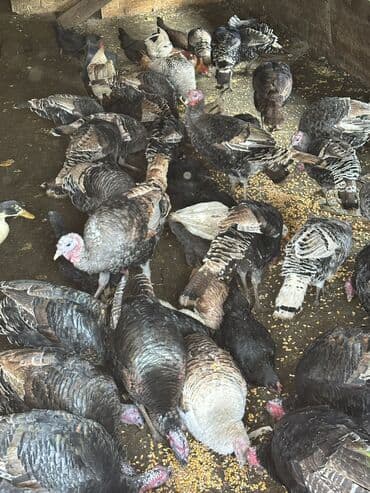 индюки цыплята: Продаю | Индюшка (самка), Индюк (самец) | Черный принц, Северокавказская | Для разведения | Племенные — 3