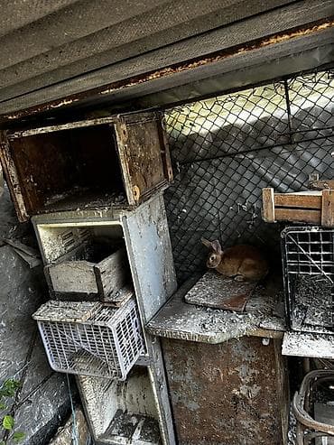 зайчик ош: Продаю | Крольчиха (самка) | Декоративная | Для разведения — 2