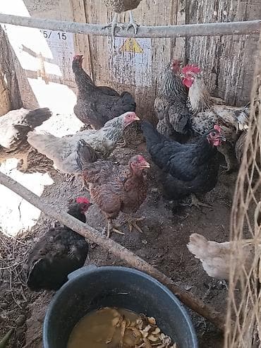 голуби птицы животный: Продаю | Куры, Петух | Домашняя | Для разведения — 4