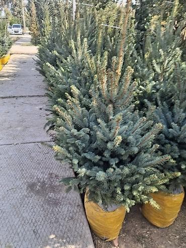 ковры метраж: Ель голубая (Picea pungens, голубая ель) с комом земли - Порода — 4