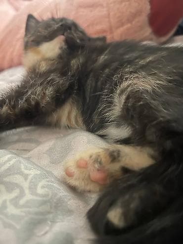 породистые кошки бишкек: Котята домашние, ласковые и игривые. Шотландские вислоухие/прямоухие — 5