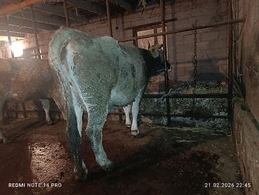 Аквариумы: Продаю | Тёлка | Швицкая | На откорм, На забой, Для разведения | Племенные, Привязанные — 5