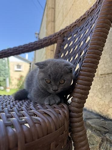 кот манчкин: Шотландский вислоухий котёнок Мальчик, 2 месяца Идеален для семей с — 3