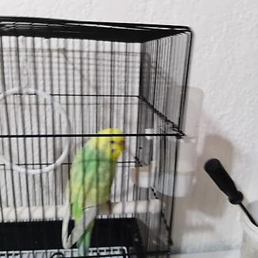 клетка для шиншилл: Волнистый попугай с комплектом клетки и аксессуаров. Что входит: - — 2